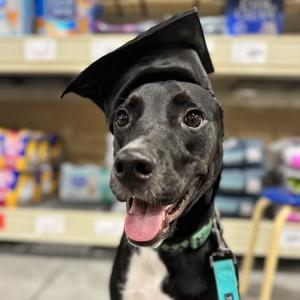 Tom Buchanan, Retriever, Black Labrador, adult, available for adoption
