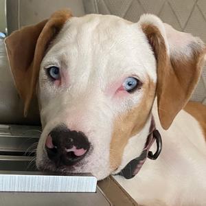 Willow, Catahoula Leopard Dog, adult, available for adoption