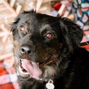 Nakita, Shepherd, Australian, adult, available for adoption