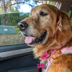 Rosie, Retriever, Golden, senior, available for adoption