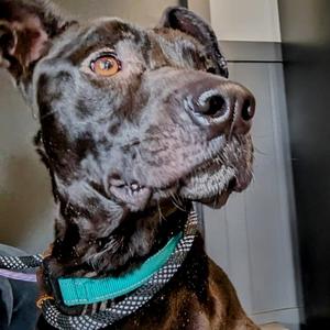 Little John (LJ), Retriever, Labrador, adult, available for adoption