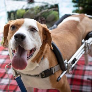 Todd, Foxhound, English, adult, available for adoption