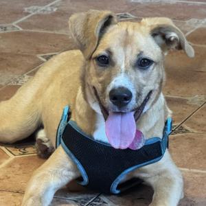 Brewster, Retriever, Yellow Labrador, adult, available for adoption