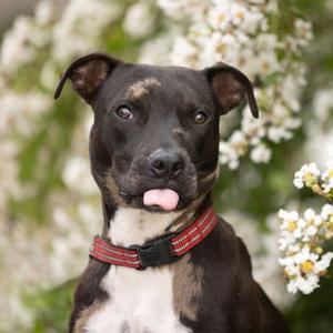 Ollie, Catahoula Leopard Dog, adult, available for adoption