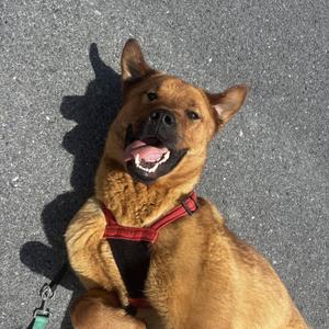 Leo, Jindo / Rottweiler, adult, available for adoption