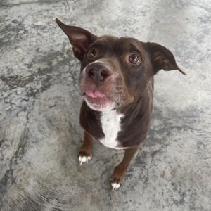 A brown and white dog with floppy ears looking up at the camera.