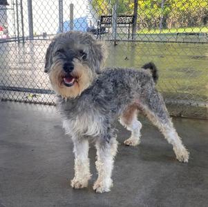 A gray and white dog standing on a concrete surface with a chain-link fence in the background.