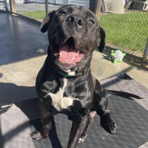 Hippo, Bullmastiff, young, available for adoption