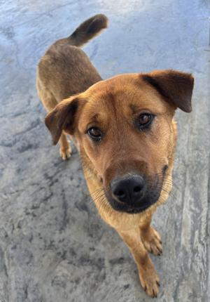 Luna, Jindo, adult, available for adoption