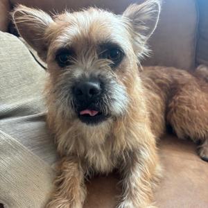 Goldie Locks, Maltese, adult, available for adoption