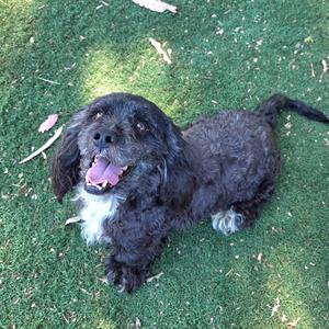 A black dog with a white chest and paws is lying on green grass, looking up with its mouth open and tongue out.
