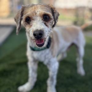 Jesse, Poodle, senior, available for adoption