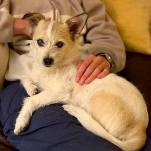 Kinako Lumi, Terrier, Wirehaired, senior, available for adoption
