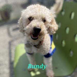 Coco Bundy, Poodle, Miniature, senior, available for adoption