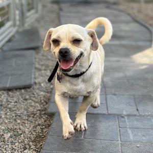 a dog
