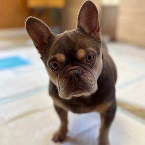 Greta Gorda, Bulldog, French, adult, available for adoption