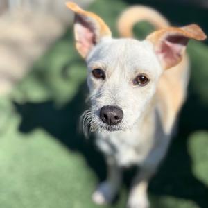 Dew Drop, Terrier, young, available for adoption