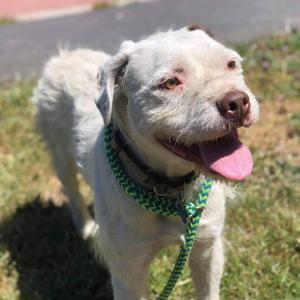 Kirby Nathaniel David, Terrier, Wirehaired, senior, available for adoption