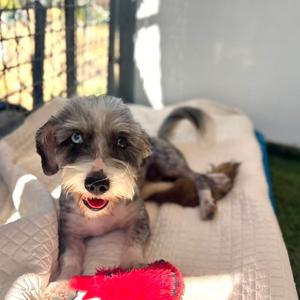 Cindy-Lou Who, Terrier, adult, available for adoption