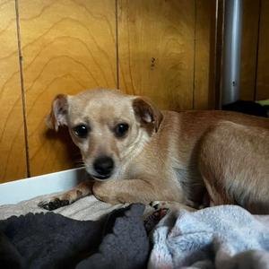 Daffodil, Chihuahua, Short Coat, adult, available for adoption
