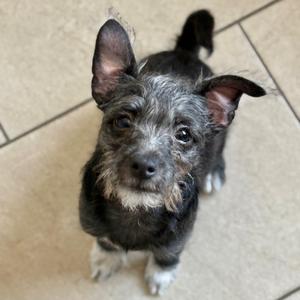 Arlo Guthrie/A1049837, Terrier, puppy, available for adoption
