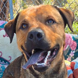 Alistair Mac, Rottweiler, adult, available for adoption