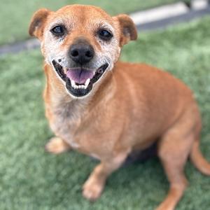 A small brown dog with a happy expression sits on a patch of artificial grass, looking up at the camera.