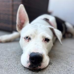 Dolly Parton, Terrier, American Staffordshire, adult, available for adoption