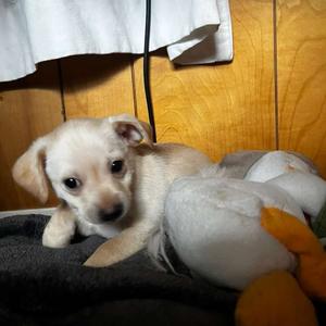 Bulb, Chihuahua, Short Coat, puppy, available for adoption