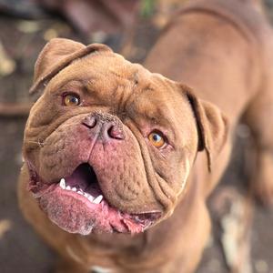 A close-up, high-angle shot of a brown Dogue de Bordeaux dog with its mouth slightly open and tongue visible.