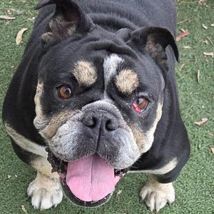 A black and tan bulldog panting with its tongue out.