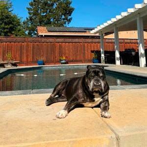 King Size, Bulldog, adult, available for adoption