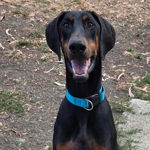 Diablo, Pinscher, Doberman, adult, available for adoption