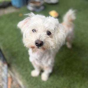Frosty, Maltese, adult, available for adoption