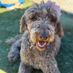 A fluffy brown dog with curly fur, wearing a pink flower on its head, sitting on a green surface.