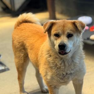 Chee Yoo, Akita, senior, available for adoption