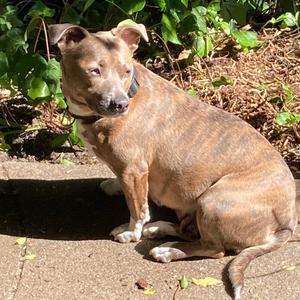Brindi Mom, Terrier, Pit Bull, adult, available for adoption