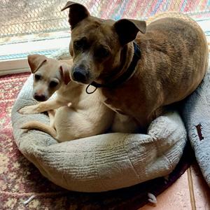 Brindi Mom, Terrier, Pit Bull, adult, available for adoption