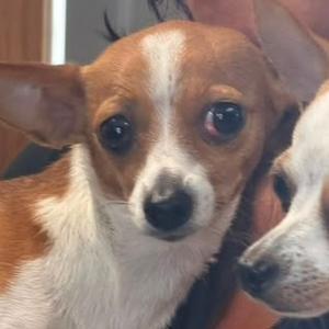 Close-up of a small brown and white dog with large ears and dark eyes.