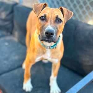 Bedtime Bear/CCCAS, Terrier, young, available for adoption
