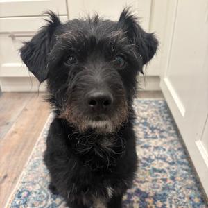 Knight, Terrier, senior, available for adoption