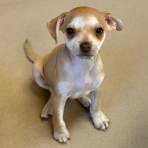 A small, light brown and white puppy with large ears and expressive eyes, sitting on a beige surface.