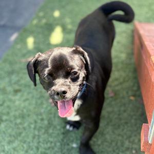 A black dog with a white patch on its chest is standing on a green surface, looking up with its tongue out. The dog has floppy ears and a curly tail.
