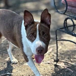 Dora AKA Kiwi, Terrier, Pit Bull, young, available for adoption