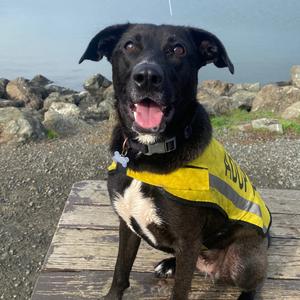 Breezy (Moira), Shepherd, adult, available for adoption