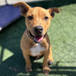 Gaspar A1053688, Terrier, Pit Bull, puppy, available for adoption