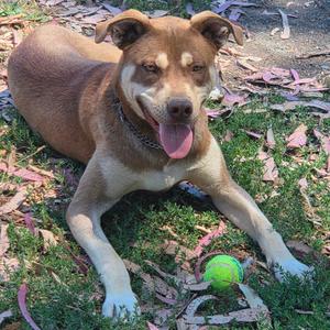 A brown and white dog lying on grass with a green ball next to it.