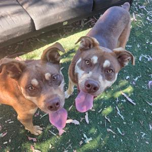 Two brown and white dogs with their tongues out, standing on green grass.