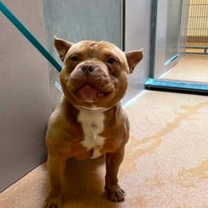 Chewbarka, Bulldog, American, adult, available for adoption