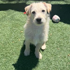 Donatello/A1050197, Terrier, puppy, available for adoption